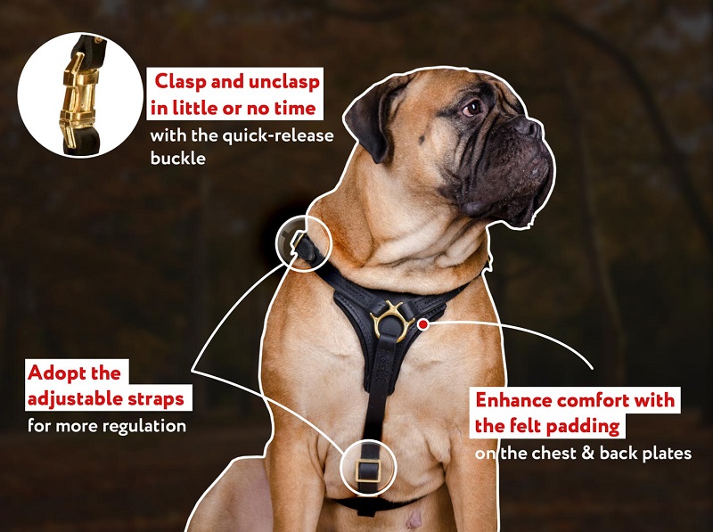 Padded Leather Bullmastiff Harness