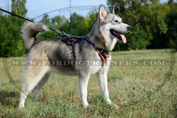 Handpainted Leather Dog Harness for Agitation Training