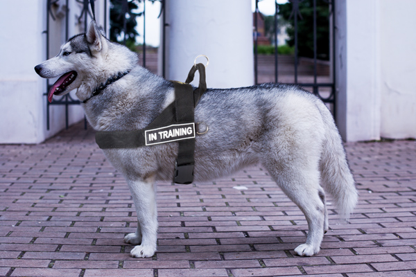 Walking Nylon Dog Harness on Siberian Husky