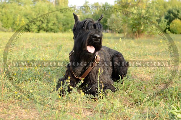 Leather Dog Tracking Harness