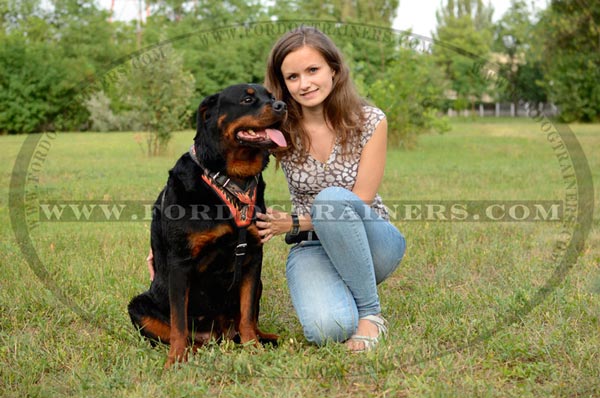 Comfy, Safe and Reliable Leather Dog Harness for Agitation Work