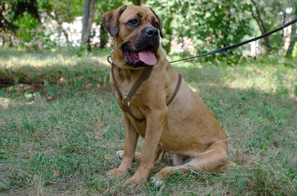 Tracking Leather Cane Corso Harness