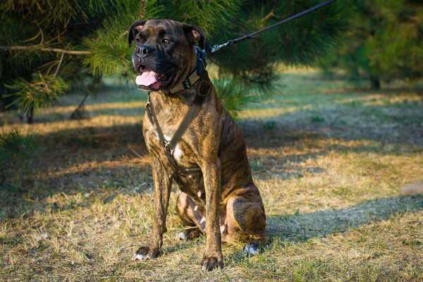 Attack Walking Leather Boxer Harness