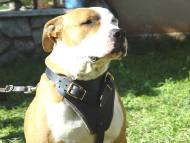 Strong Dog Harness for Attack Training and Daily Walking