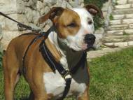 Agitation Leather Dog Harness Padded