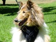 Strong Dog Harness for Attack Training and Daily Walking