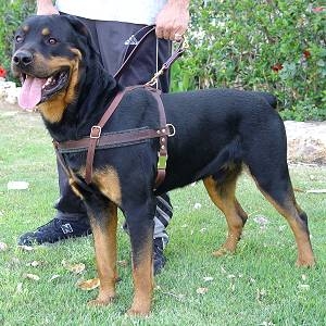 Agitation Leather Dog Harness Padded