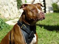 Strong Dog Harness for Attack Training and Daily Walking