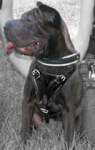 Agitation Leather Dog Harness Padded