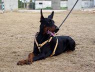 Strong Dog Harness for Attack Training and Daily Walking