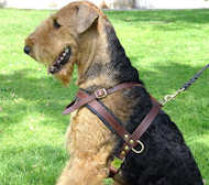 Strong Dog Harness for Attack Training and Daily Walking